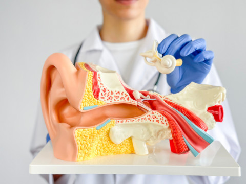 Deep Learning U-Net Model for Automated Segmentation of Inner Ear