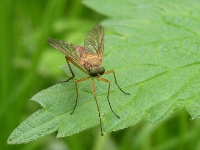 Mosquitoes Reared in Cooler Temperatures More Susceptible to Viruses that can Affect Human Health Mosquitoes Reared in Cooler Temperatures More Susceptible to Viruses that can Affect Human Health