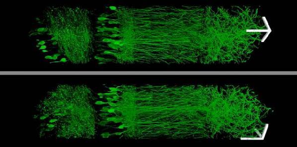 New Method Enlarges Tissue Samples, Enabling High-Res Imaging New Method Enlarges Tissue Samples, Enabling High-Res Imaging