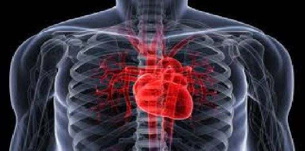 Heart Attack: Stem Cells May Enhance Cardiac Repair Heart Attack: Stem Cells May Enhance Cardiac Repair