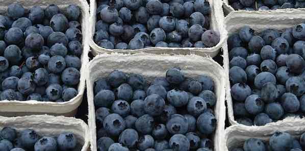 Eating Blueberries Linked to Blood Pressure Eating Blueberries Linked to Blood Pressure