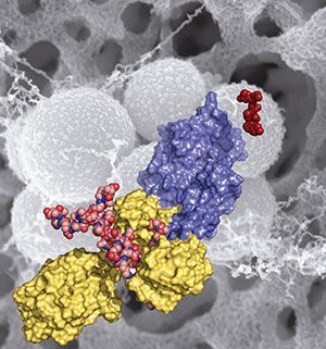 Researchers Uncover Keys to Antibiotic Resistance in MRSA Researchers Uncover Keys to Antibiotic Resistance in MRSA