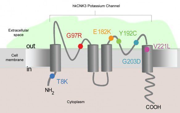 New Genetic Cause of Pulmonary Hypertension Identified New Genetic Cause of Pulmonary Hypertension Identified