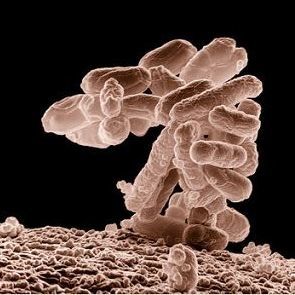 E. coli bacteria E. coli bacteria