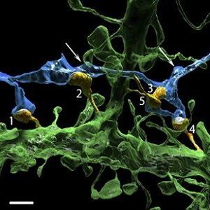 one axon (blue) innervates 5 dendritic spines (orange, labeled 1–5) one axon (blue) innervates 5 dendritic spines (orange, labeled 1–5)