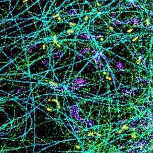 microscopy image of 4 subcellular targets microscopy image of 4 subcellular targets