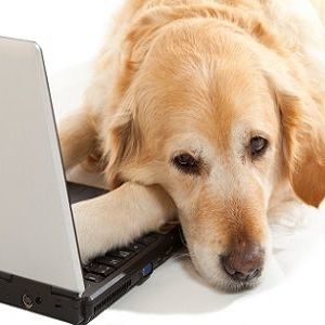 pet health portals pet health portals