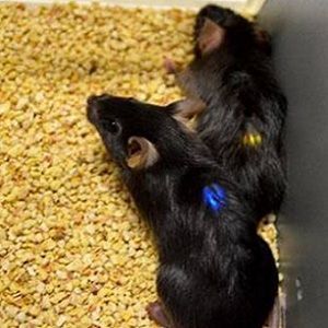 flexible implants trigger pain signals in mouse models flexible implants trigger pain signals in mouse models