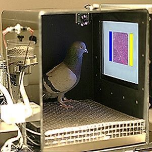 pigeons’ conditioning chamber pigeons’ conditioning chamber
