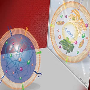 Synthetic cardiac stem cells could offer therapeutic benefits without associated risks Synthetic cardiac stem cells could offer therapeutic benefits without associated risks