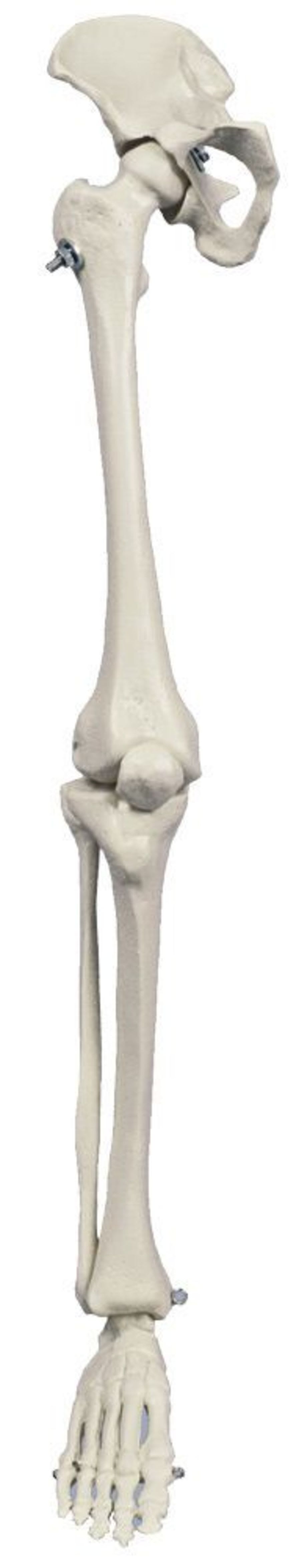 Leg anatomical model / skeleton / miniature MI240 RÜDIGER - ANATOMIE