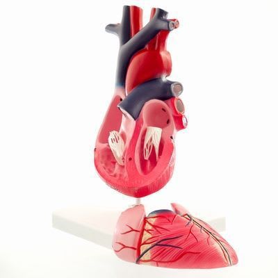 Heart anatomical model H127122 RÜDIGER - ANATOMIE