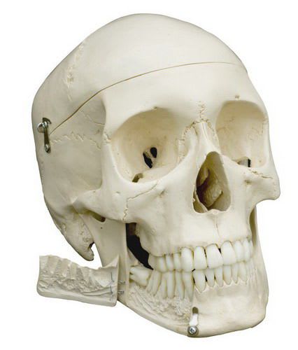 Skull anatomical model / articulated A220 RÜDIGER - ANATOMIE