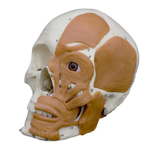 Skull anatomical model / with musculature / articulated A263 RÜDIGER - ANATOMIE
