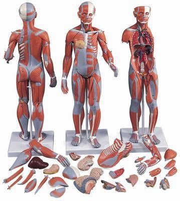 Muscular anatomical model / miniature B 56 RÜDIGER - ANATOMIE