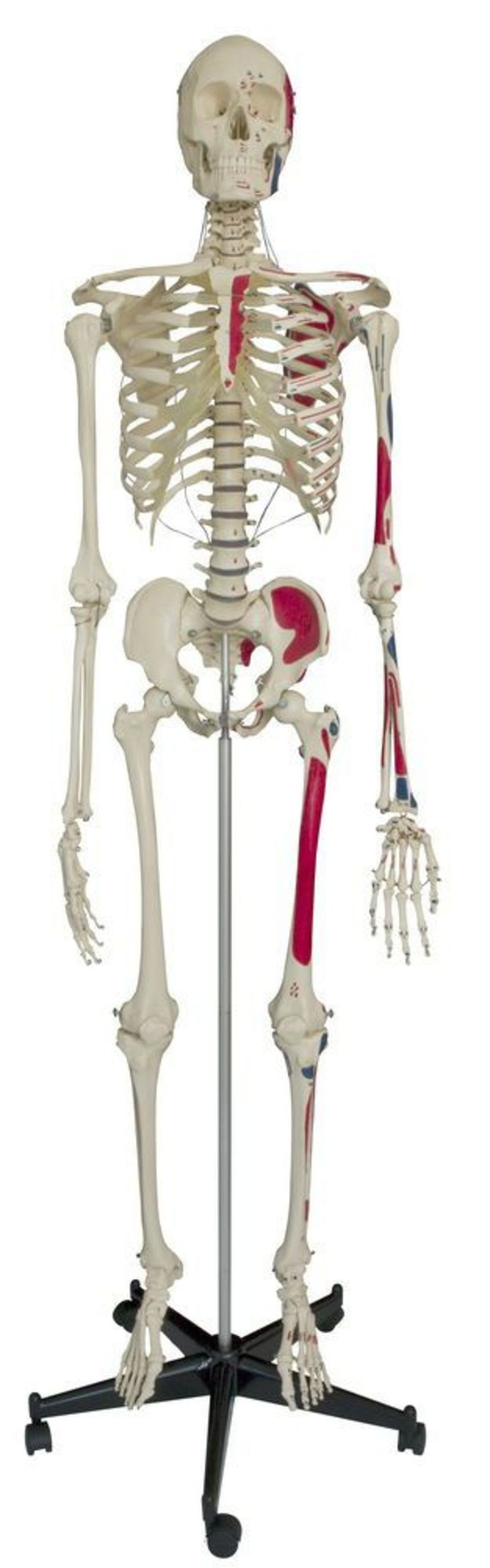 Skeleton anatomical model / with muscle marking A200.1 RÜDIGER - ANATOMIE
