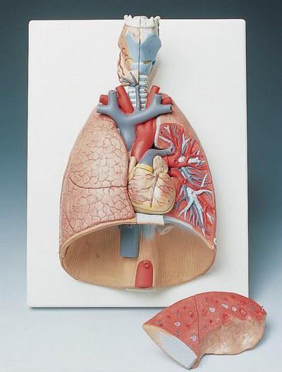 Lung anatomical model / larynx G 15 RÜDIGER - ANATOMIE