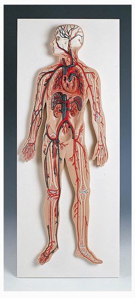 Circulatory system anatomical model G 30 RÜDIGER - ANATOMIE