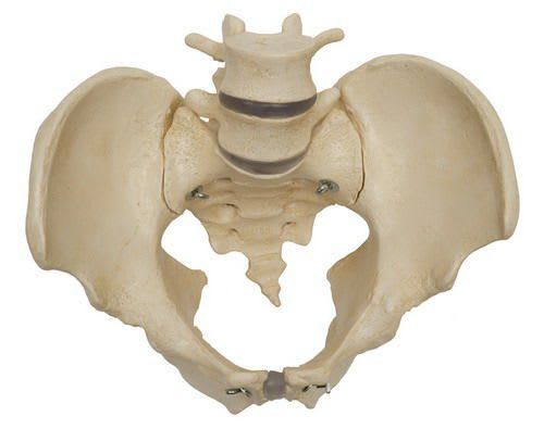 Pelvis anatomical model / with sacrum / skeleton / male A218 RÜDIGER - ANATOMIE