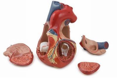 Heart anatomical model G112 RÜDIGER - ANATOMIE