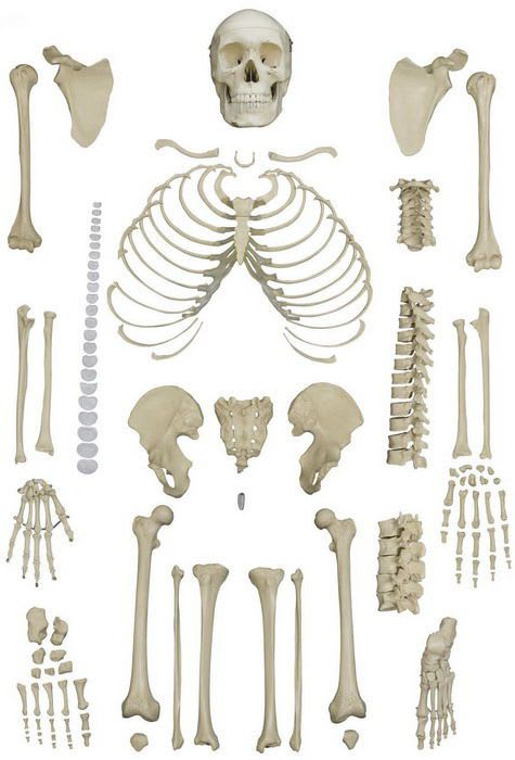 Skeleton anatomical model / disarticulated A202 RÜDIGER - ANATOMIE