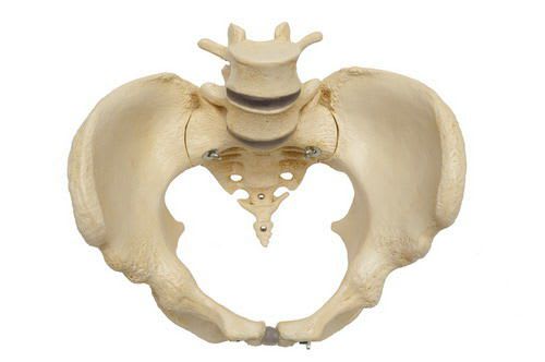 Skeleton anatomical model / pelvis / female A219 RÜDIGER - ANATOMIE
