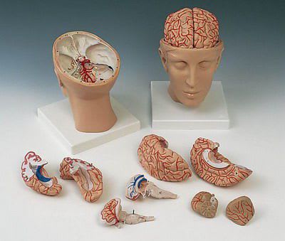 Head anatomical model C 25 RÜDIGER - ANATOMIE