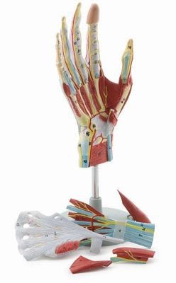 Hand anatomical model M61 RÜDIGER - ANATOMIE