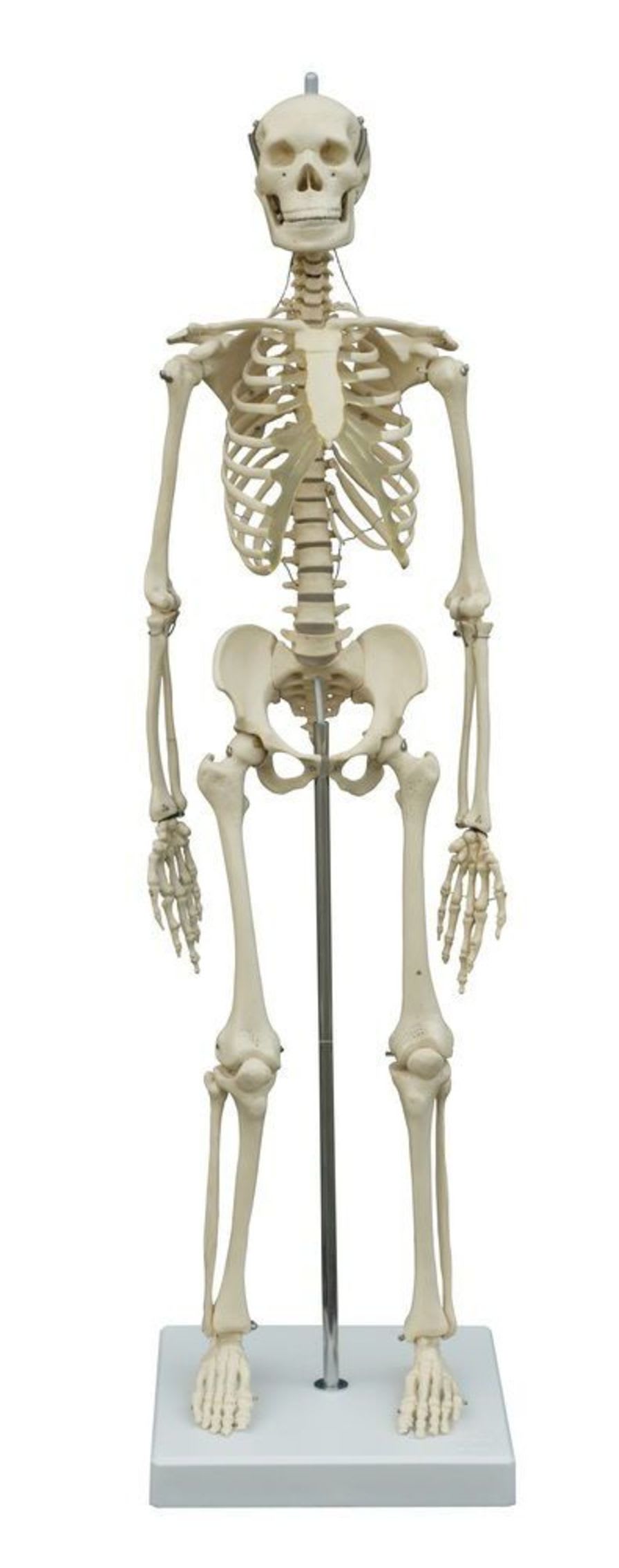 Skeleton anatomical model / miniature MI200 RÜDIGER - ANATOMIE