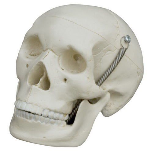 Skull anatomical model / miniature MI220 RÜDIGER - ANATOMIE