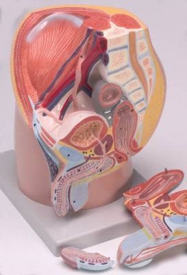 Pelvis anatomical model / male H111 RÜDIGER - ANATOMIE