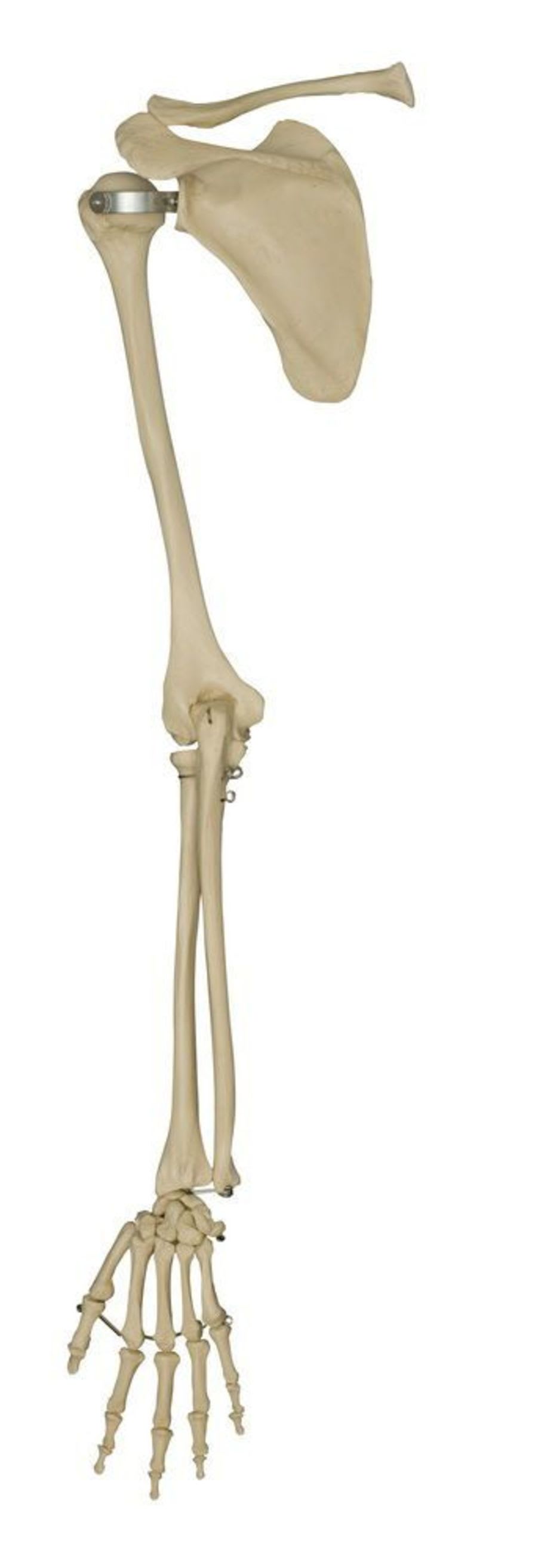 Skeleton anatomical model A230 RÜDIGER - ANATOMIE
