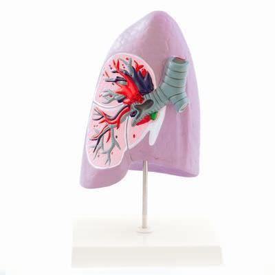 Lung anatomical model / larynx H127121 RÜDIGER - ANATOMIE