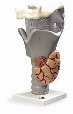 Larynx anatomical model G 20 RÜDIGER - ANATOMIE