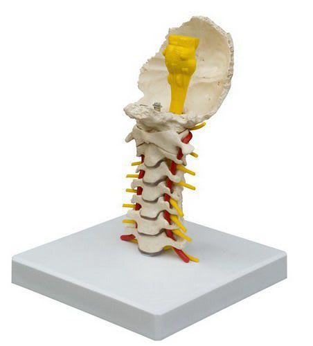 Cervical vertebra anatomical model A213 RÜDIGER - ANATOMIE