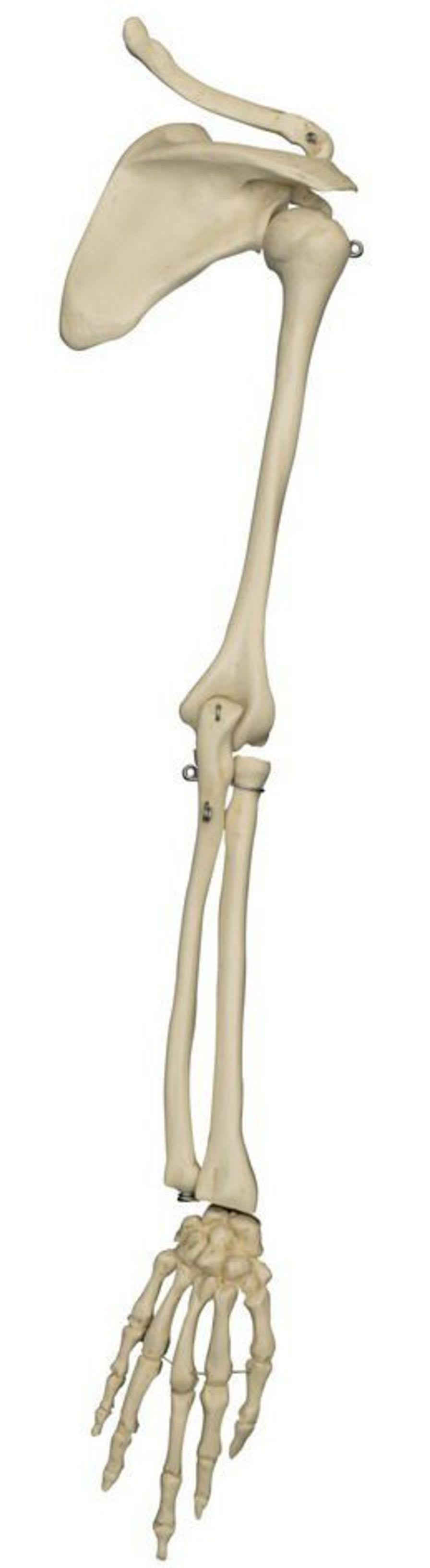 Skeleton anatomical model / arm / miniature MI230 RÜDIGER - ANATOMIE
