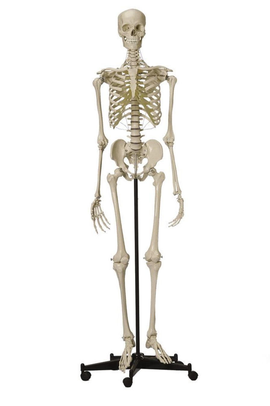Skeleton anatomical model / articulated A200.4 RÜDIGER - ANATOMIE