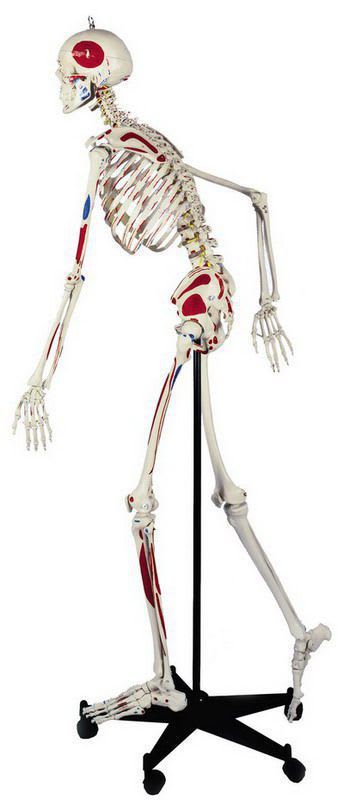 Skeleton anatomical model / with flexible spine / articulated / with muscle marking A200.3 RÜDIGER - ANATOMIE