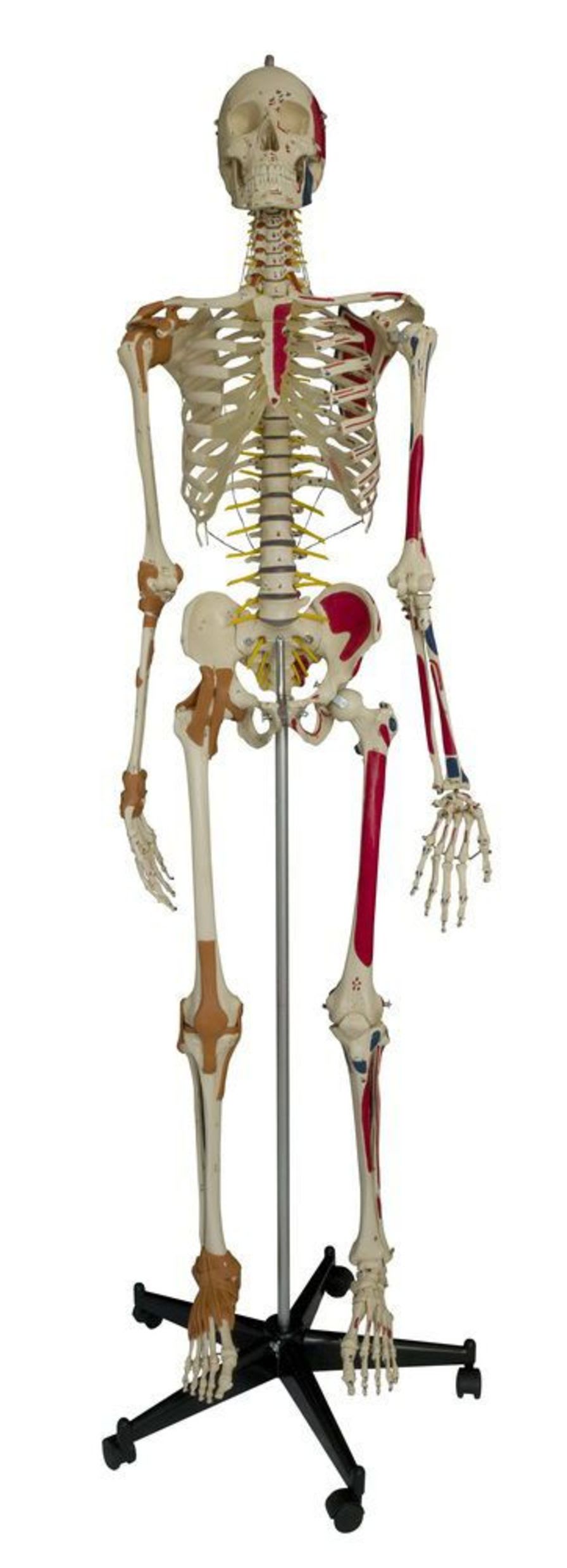 Skeleton anatomical model / with muscle marking / articulated / with flexible spine A206.1 RÜDIGER - ANATOMIE