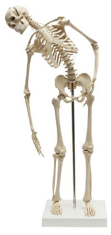 Skeleton anatomical model / miniature / with flexible spine MI200.2 RÜDIGER - ANATOMIE