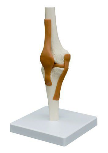 Knee anatomical model / joints A252 RÜDIGER - ANATOMIE