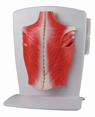 Back anatomical model / muscle M290 RÜDIGER - ANATOMIE