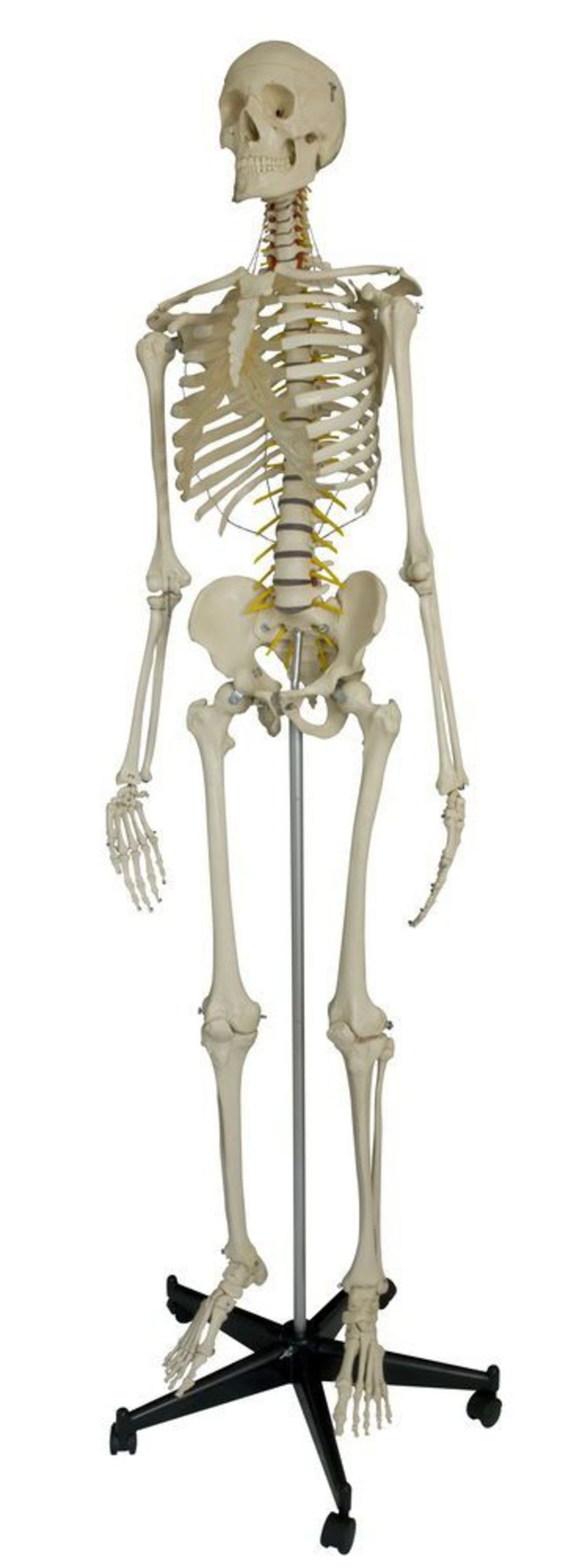 Skeleton anatomical model / with flexible spine / articulated A200.2 RÜDIGER - ANATOMIE