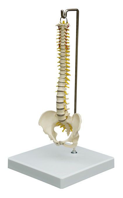 Vetebral column anatomical model / miniature MI212 RÜDIGER - ANATOMIE