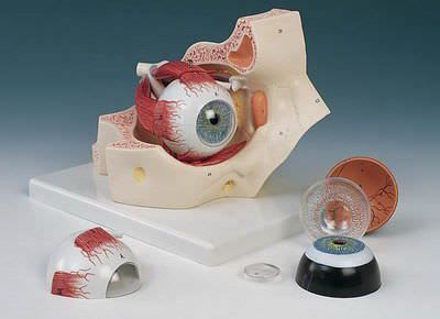 Eye anatomical model / with orbit F 13 RÜDIGER - ANATOMIE