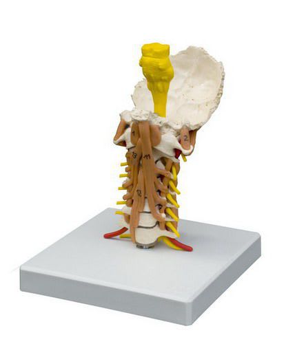 Cervical vertebra anatomical model / with musculature A213.7 RÜDIGER - ANATOMIE