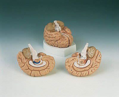 Brain anatomical model C 15 RÜDIGER - ANATOMIE