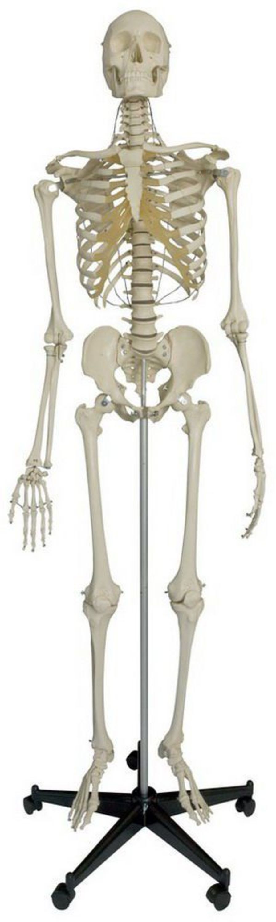 Skeleton anatomical model / articulated A205 RÜDIGER - ANATOMIE