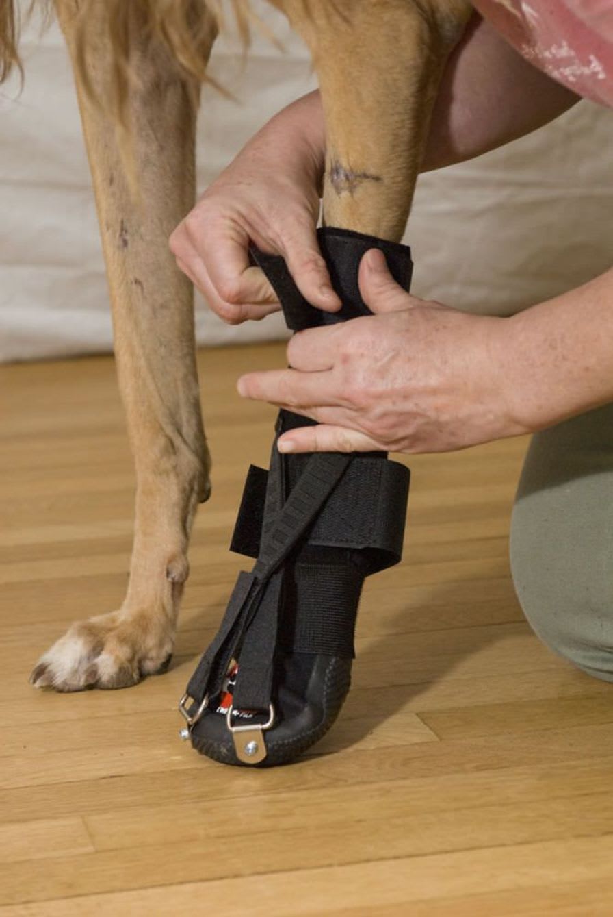 Leg veterinary splint / for canines Forelimb Dorsi-Flex Assist Thera-Paw