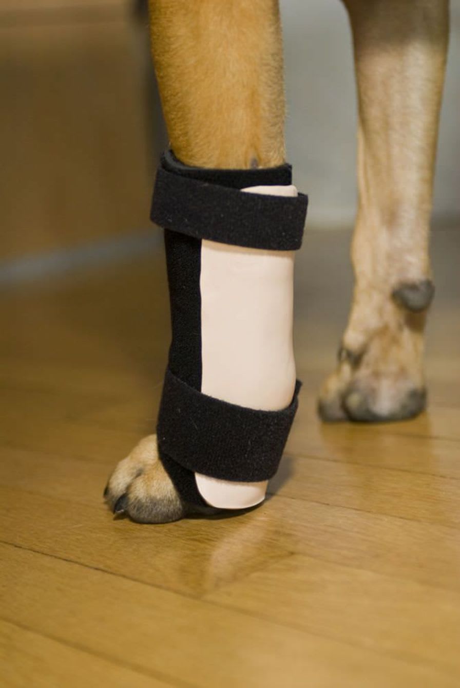 Carpal tunnel veterinary splint / for canines Thera-Paw